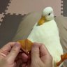 NaughtyDuck